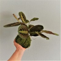 /album/aktualne-k-prodeji/img-20171205-202645-resized-20180124-084125248-3-jpg/